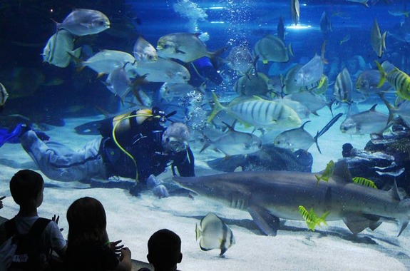 Картинка океанариум Будапешт